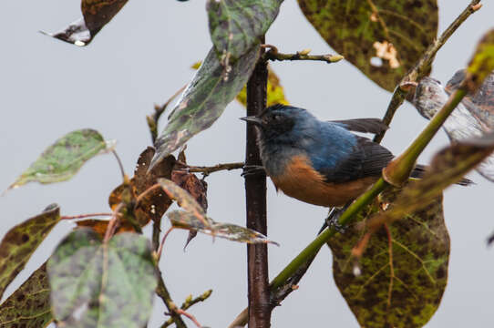 Image of Blue-backed Conebill