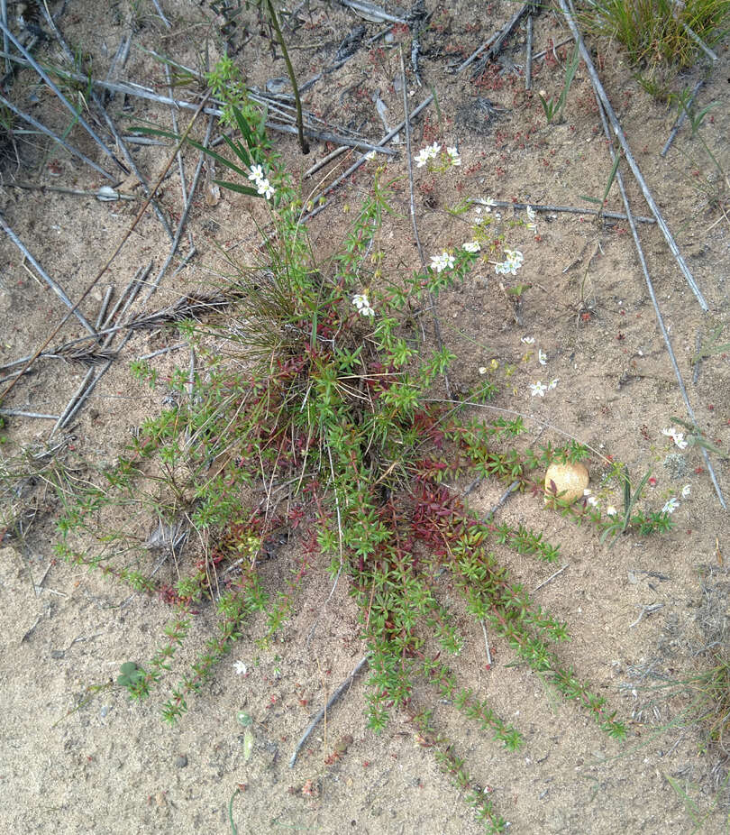 Image of Pharnaceum thunbergii Adamson