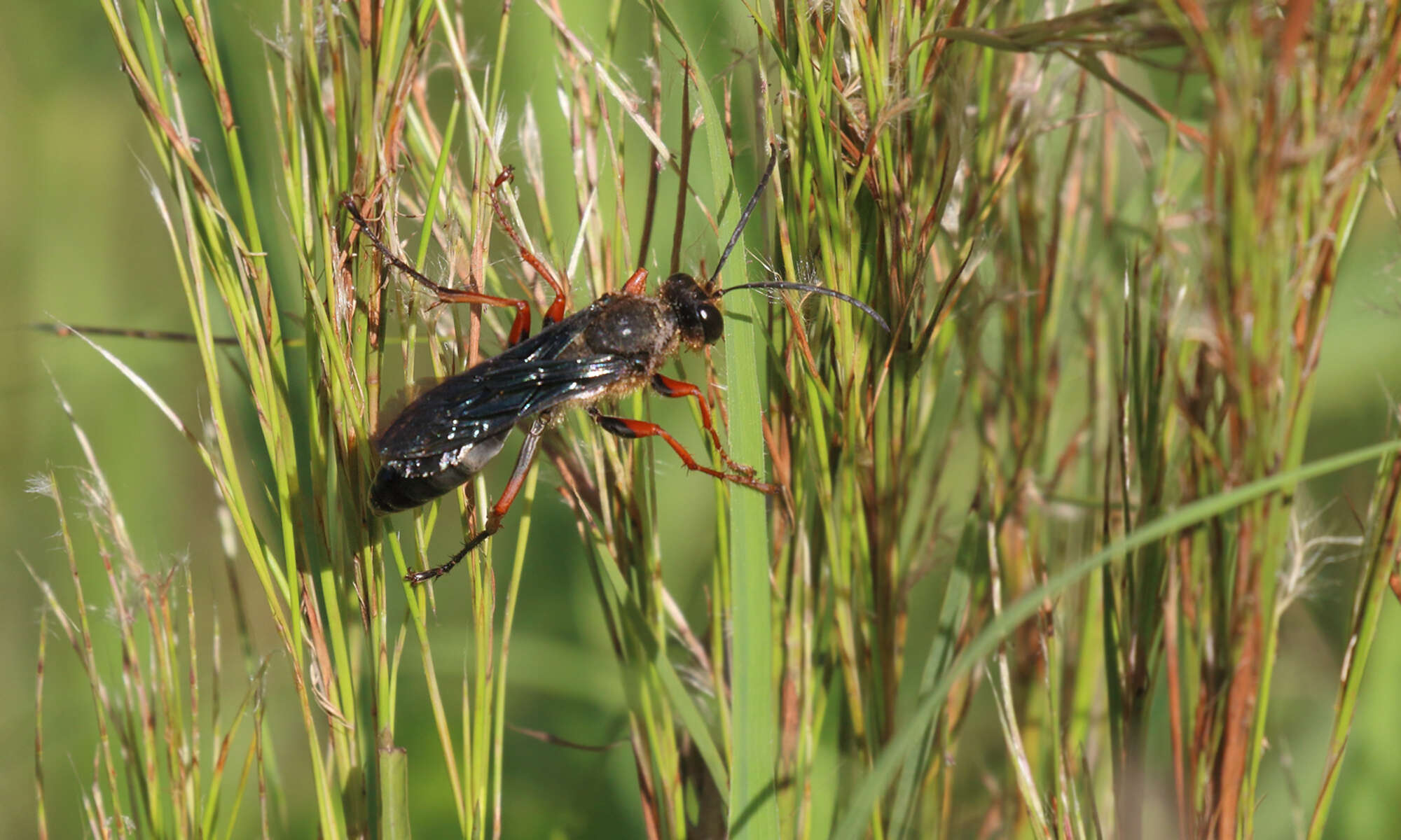 Image of Sphex opacus Dahlbom 1845