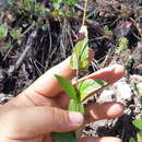 Imagem de Agastache coccinea (Greene) Lint & Epling