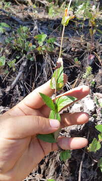 Agastache coccinea (Greene) Lint & Epling的圖片