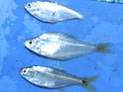 Image of Crystal tetra