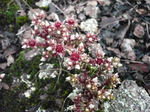 Image of Sedum vinicolor S. Wats.