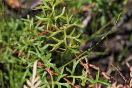 Image of Grevillea acanthifolia subsp. stenomera (F. Müll. ex Benth.) Mc Gill.