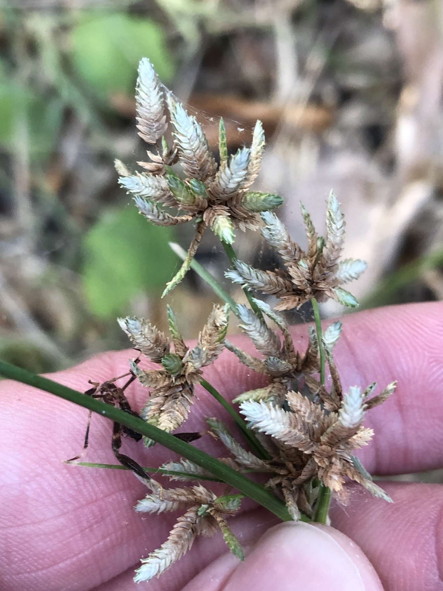 Слика од Cyperus acuminatus Torr. & Hook.