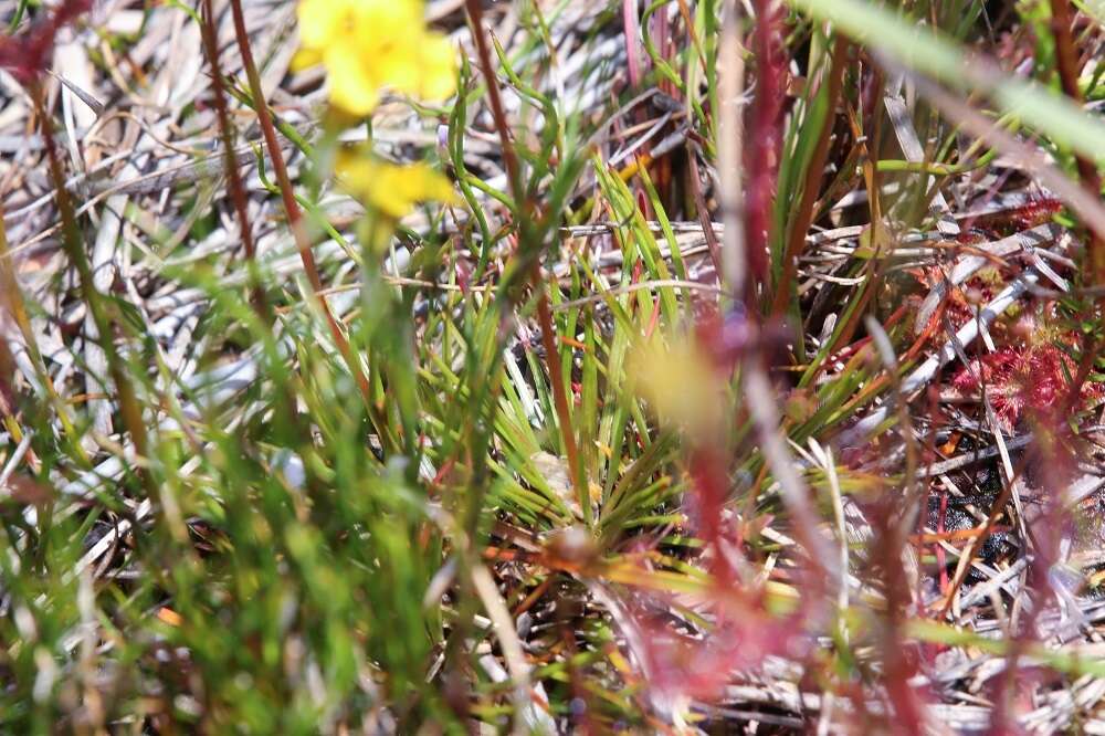 Image de Stylidium productum M. M. Hindmarsh & D. F. Blaxell