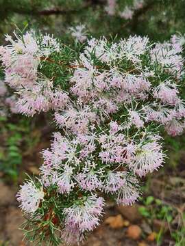 Image of Hakea lissocarpha R. Br.