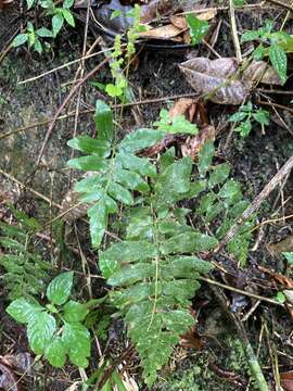 Image of streambank flowering fern