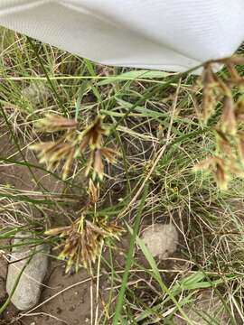 Cyperus nitidus Lam.的圖片