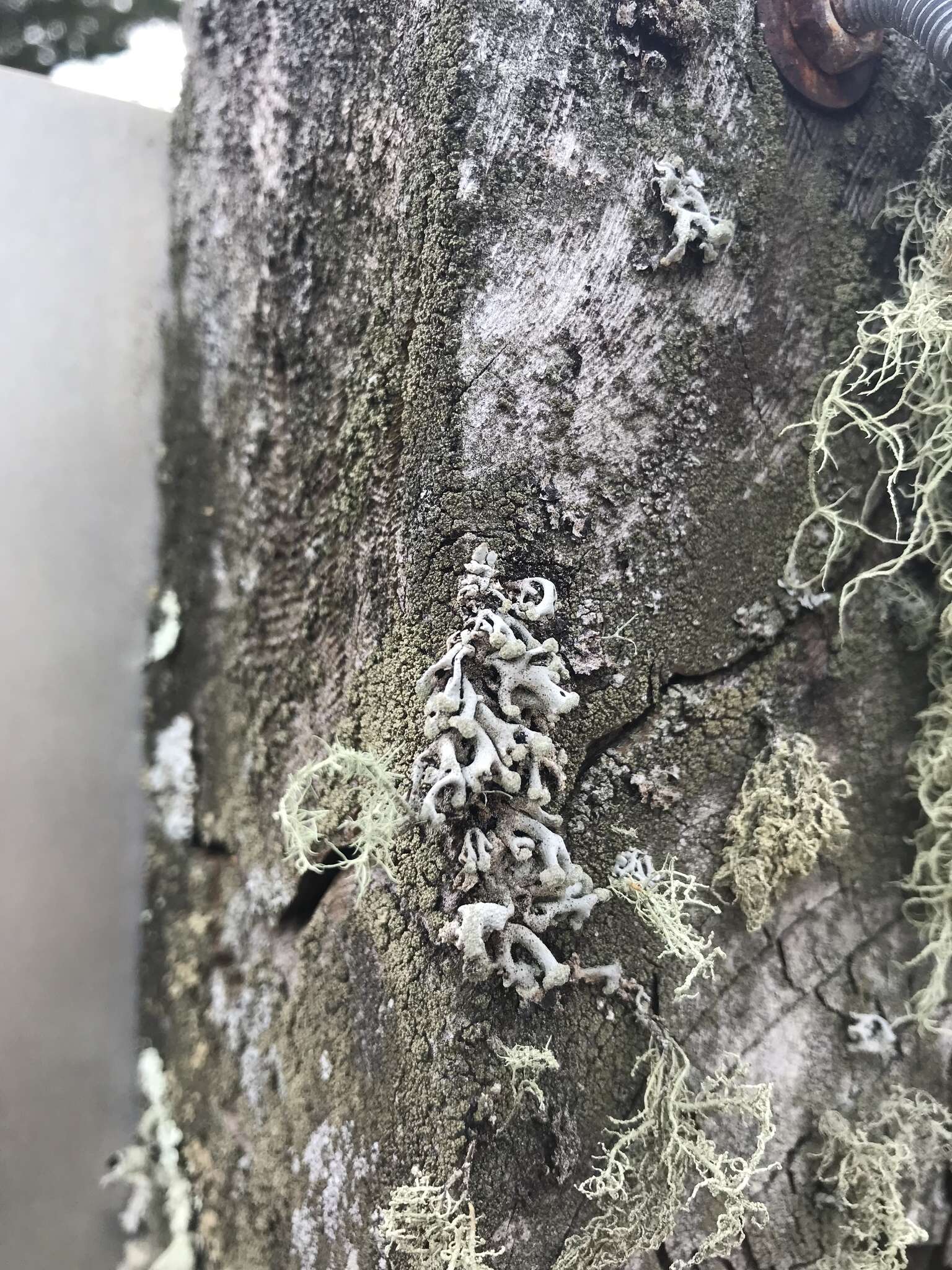 Image of Powder-headed tube lichen