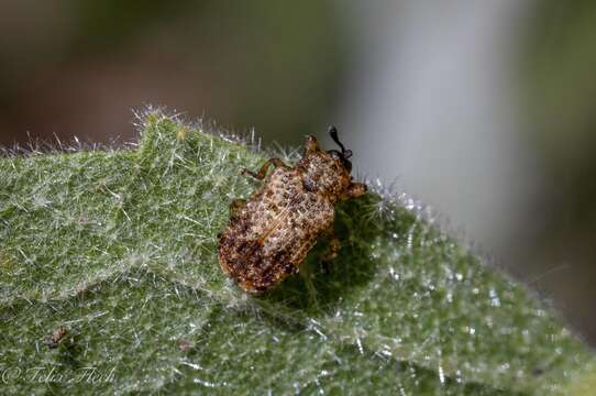 صورة Brachycoryna pumila Guérin-Méneville 1844