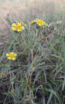 Image of Potentilla recta subsp. obscura (Willd.) Arcang.