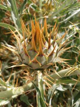 Image of Cynara cardunculus subsp. flavescens A. Wiklund