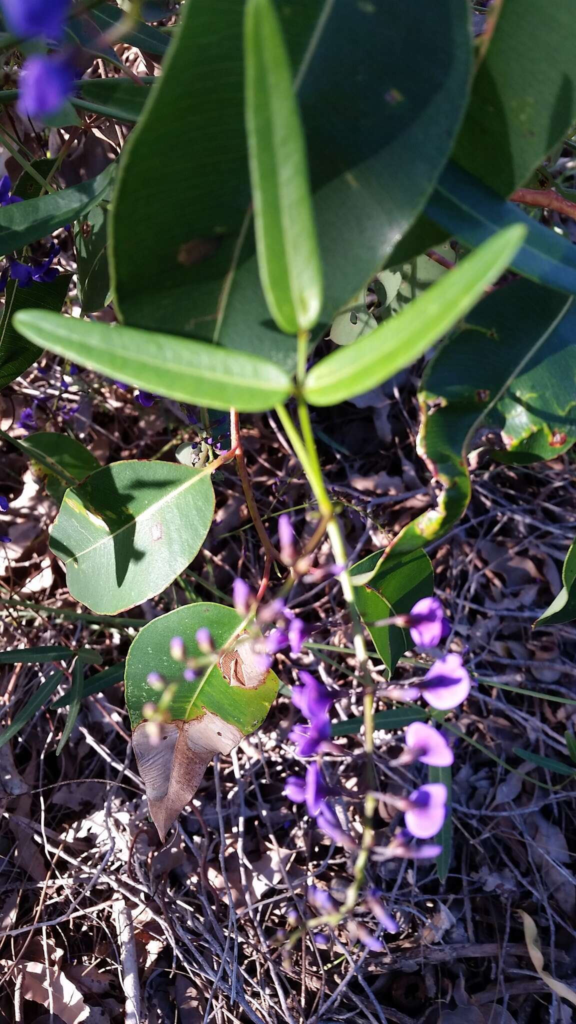 Image of Australian lilac vine