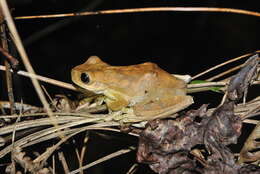 Image of Copan Stream Frog