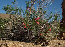 Image of Hermannia stricta (E. Mey. ex Turcz.) Harv.