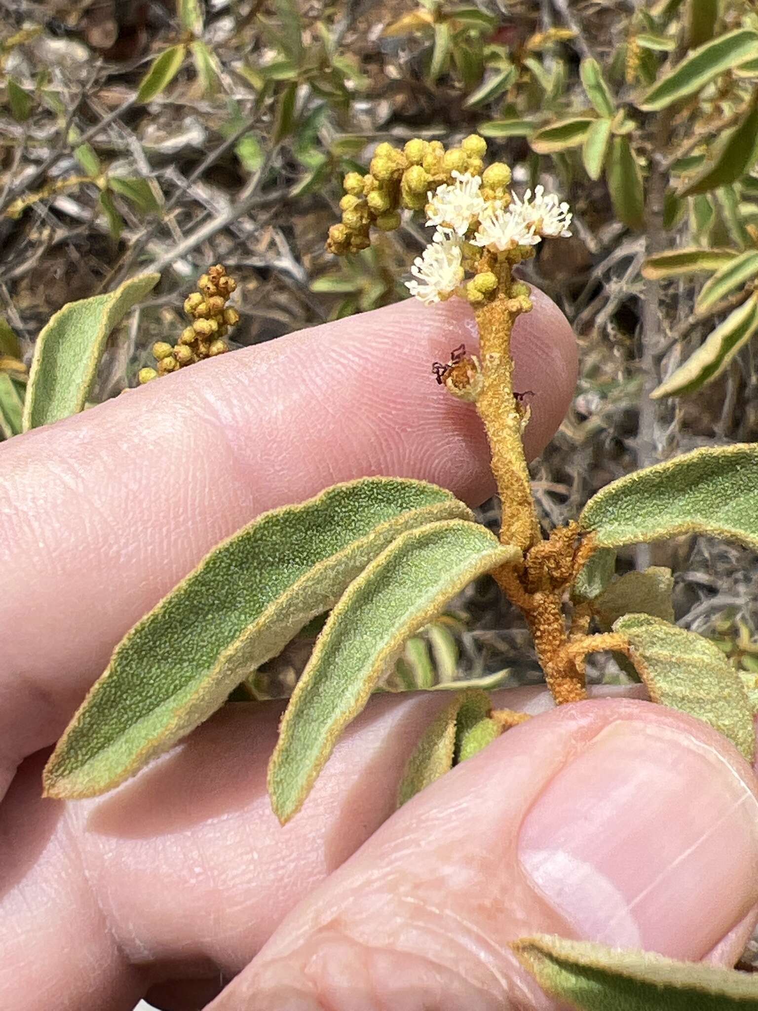 Image de Croton flavens L.