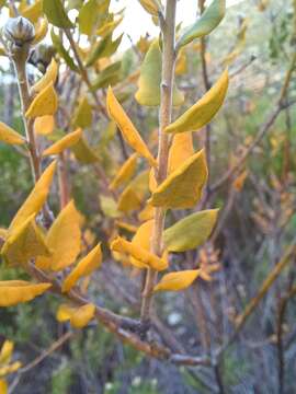 Image of Phylica nervosa Pillans