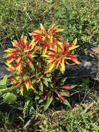 Imagem de Amaranthus tricolor L.