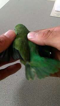 Image of Orange-chinned Parakeet