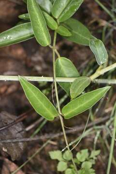 <i>Vincetoxicum anomalum</i>的图像