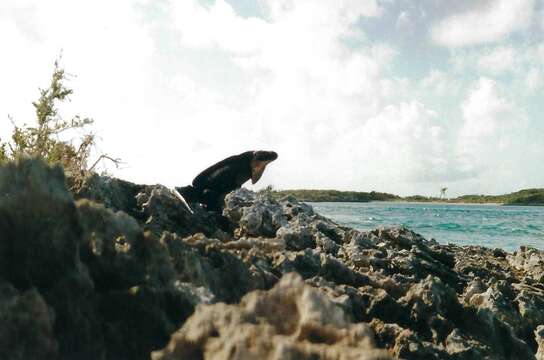 Image of Allen Cays Rock Iguanas