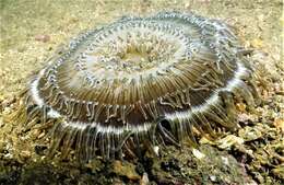 Image of Adhesive sea anemone