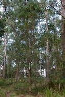 Image of Banksia integrifolia subsp. monticola K. R. Thiele