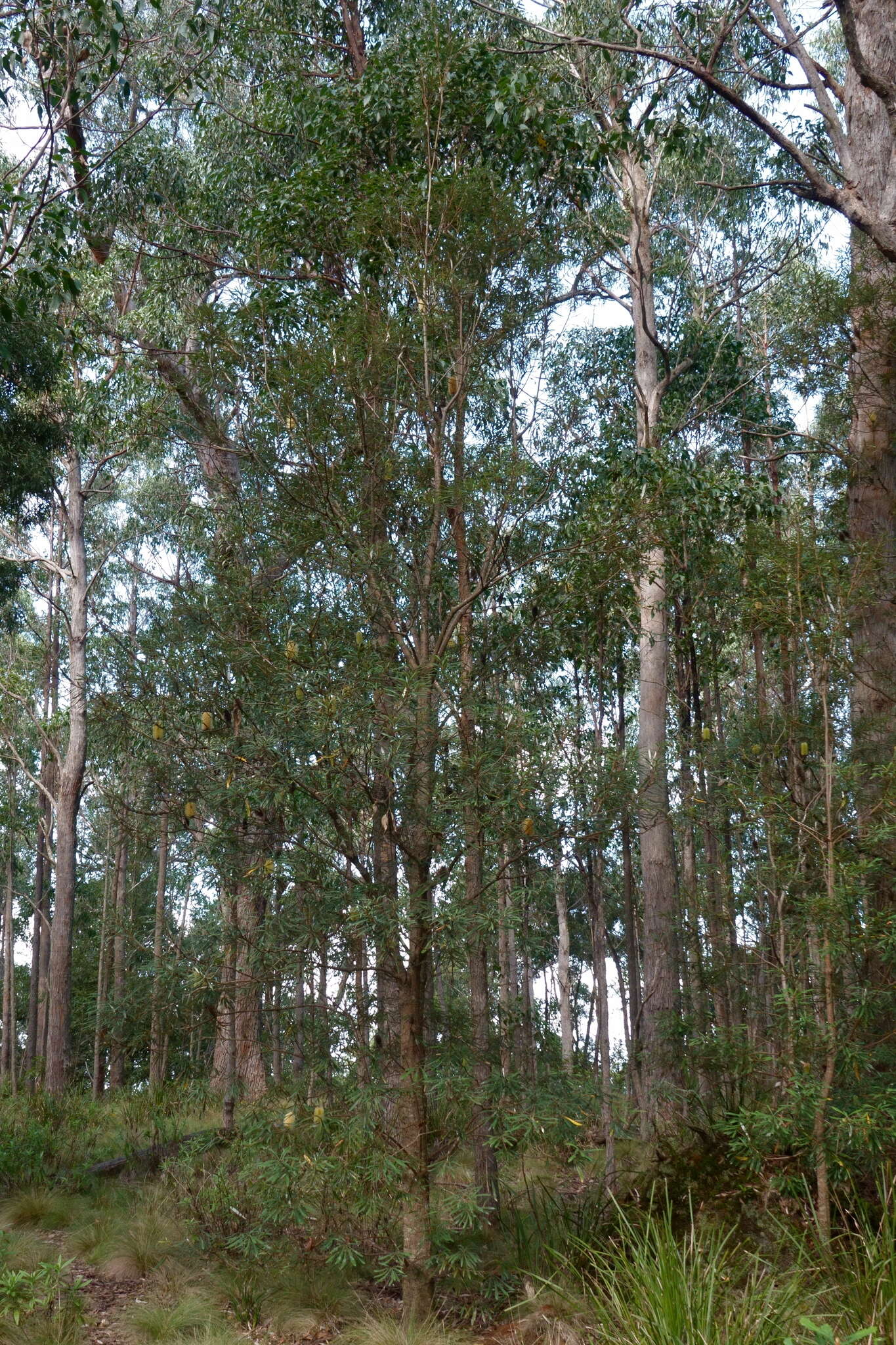 Image of Banksia integrifolia subsp. monticola K. R. Thiele