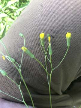 Image of smallflower hawksbeard