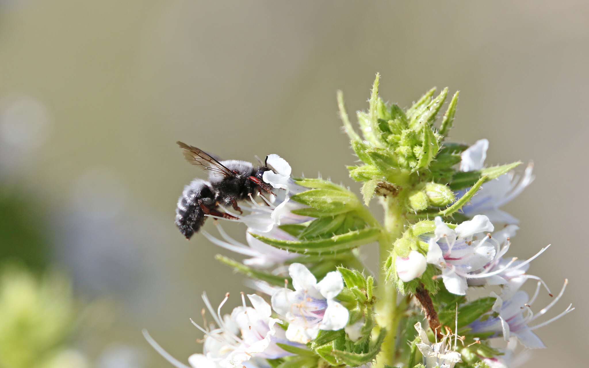 Image of Megachile canescens (Brullé 1832)