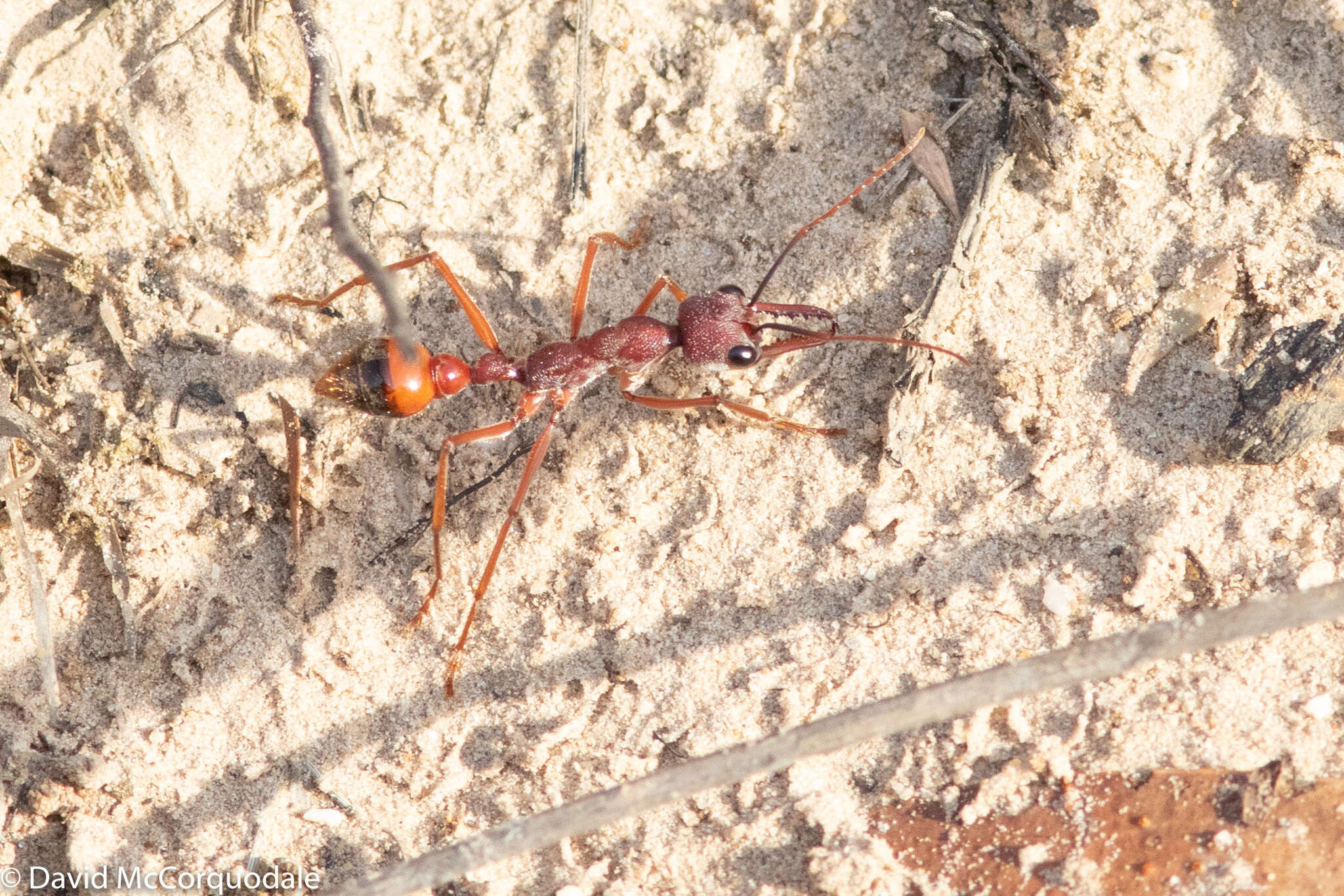 Image of Myrmecia nigriscapa Roger 1861