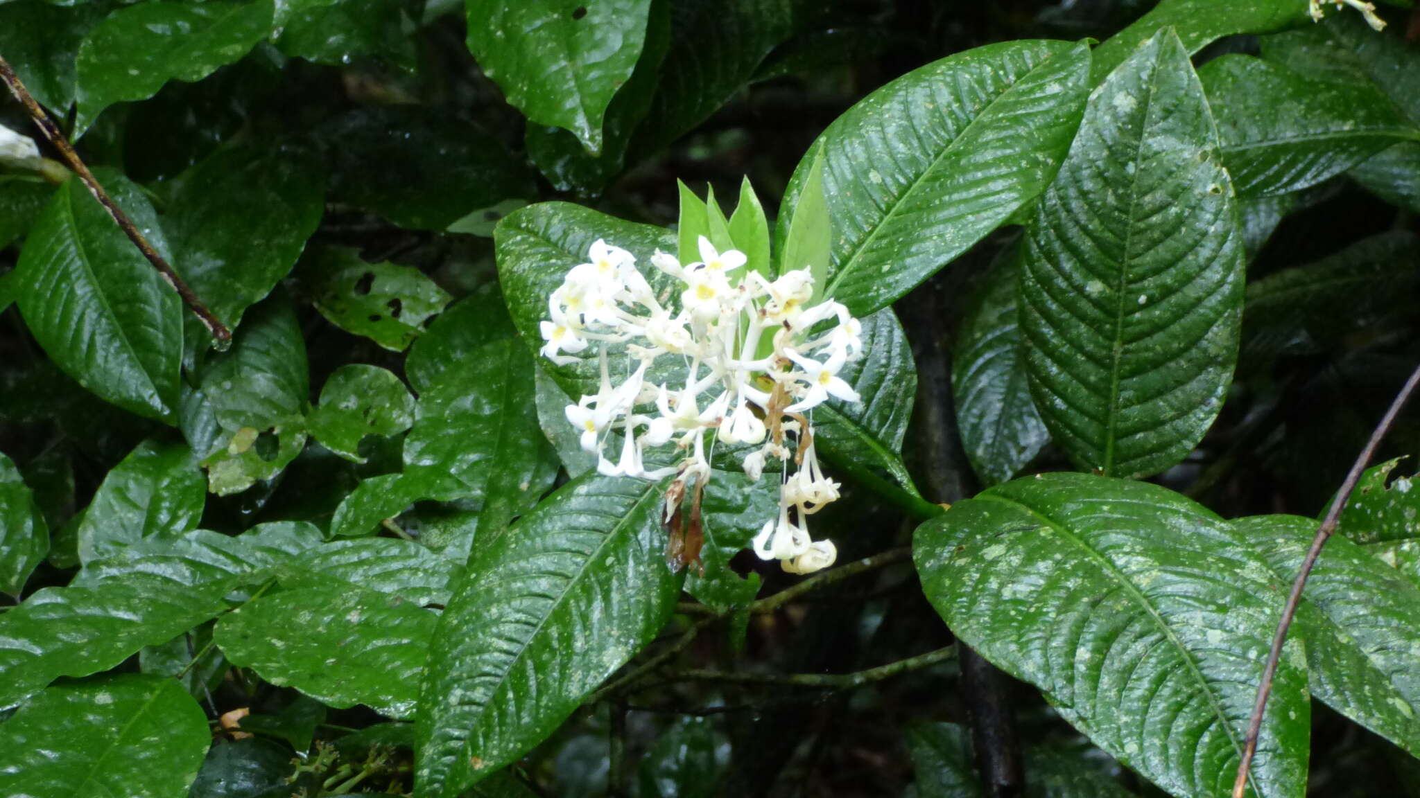 صورة Palicourea violacea (Aubl.) A. Rich.