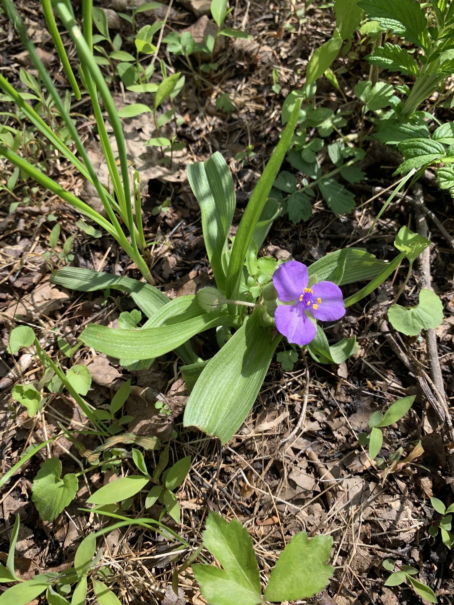 Tradescantia ozarkana E. S. Anderson & Woodson的圖片