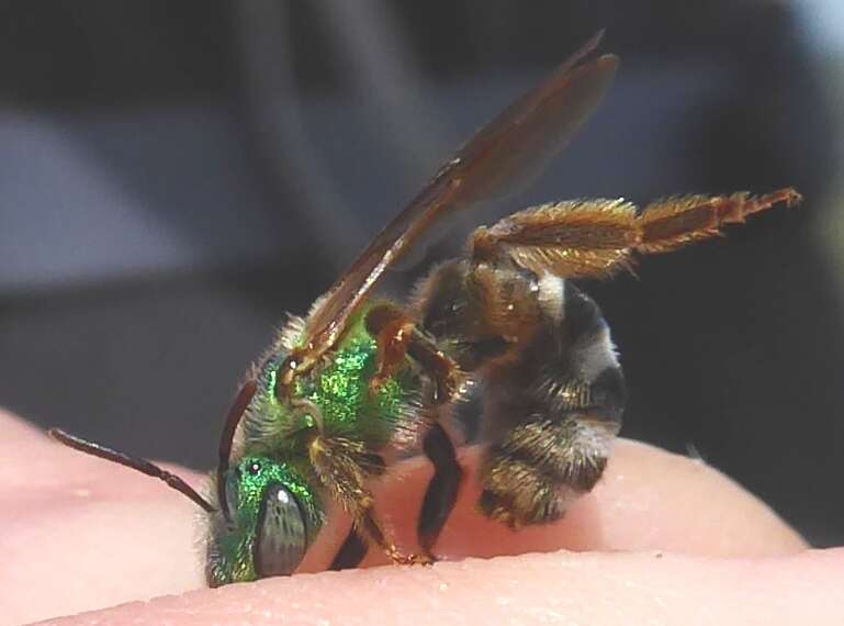 Image of Colorado Agapostemon