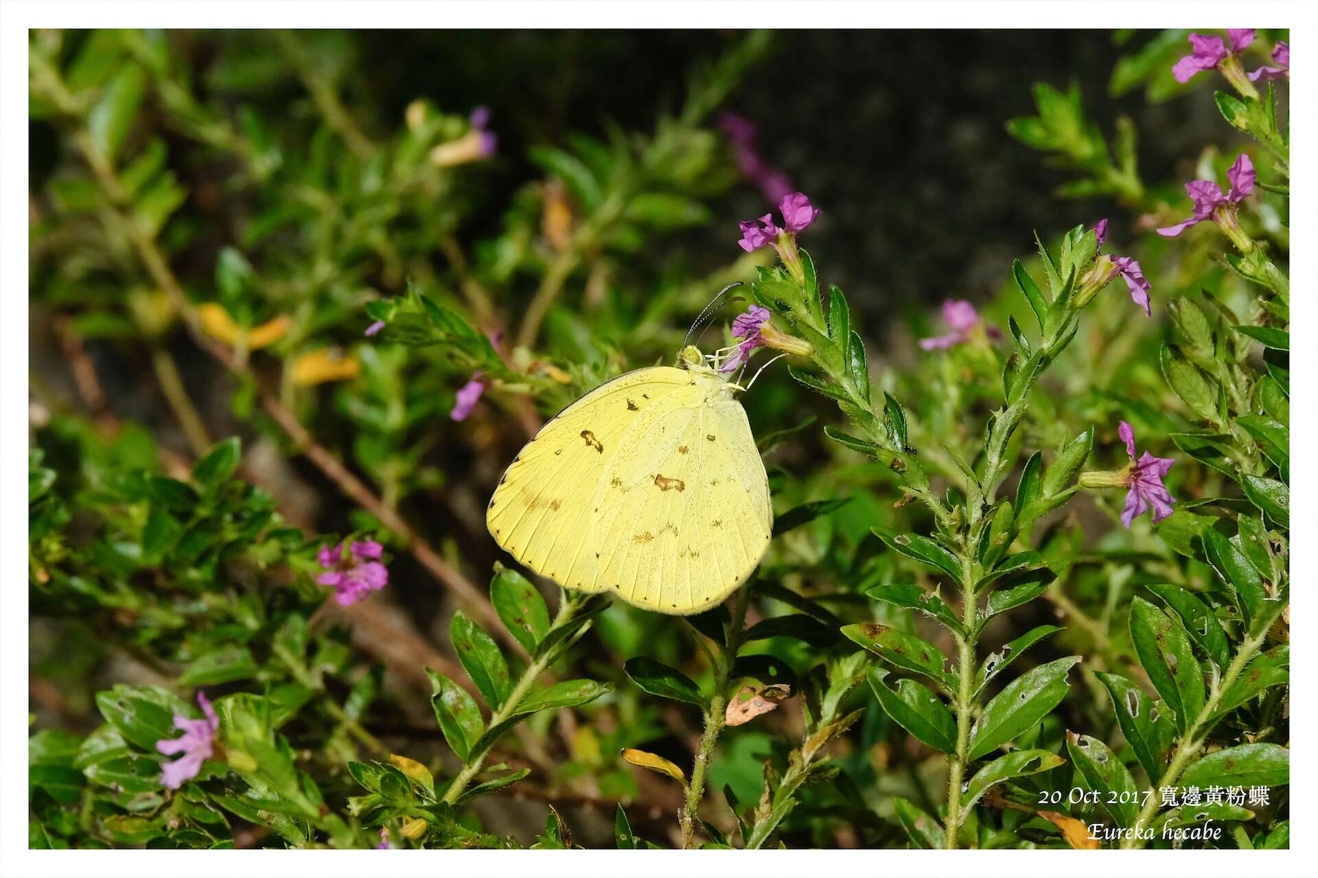 Image de Eurema blanda (Boisduval 1836)