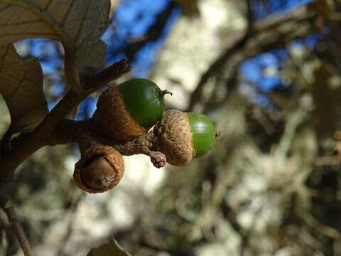 Image of Quercus sideroxyla Bonpl.