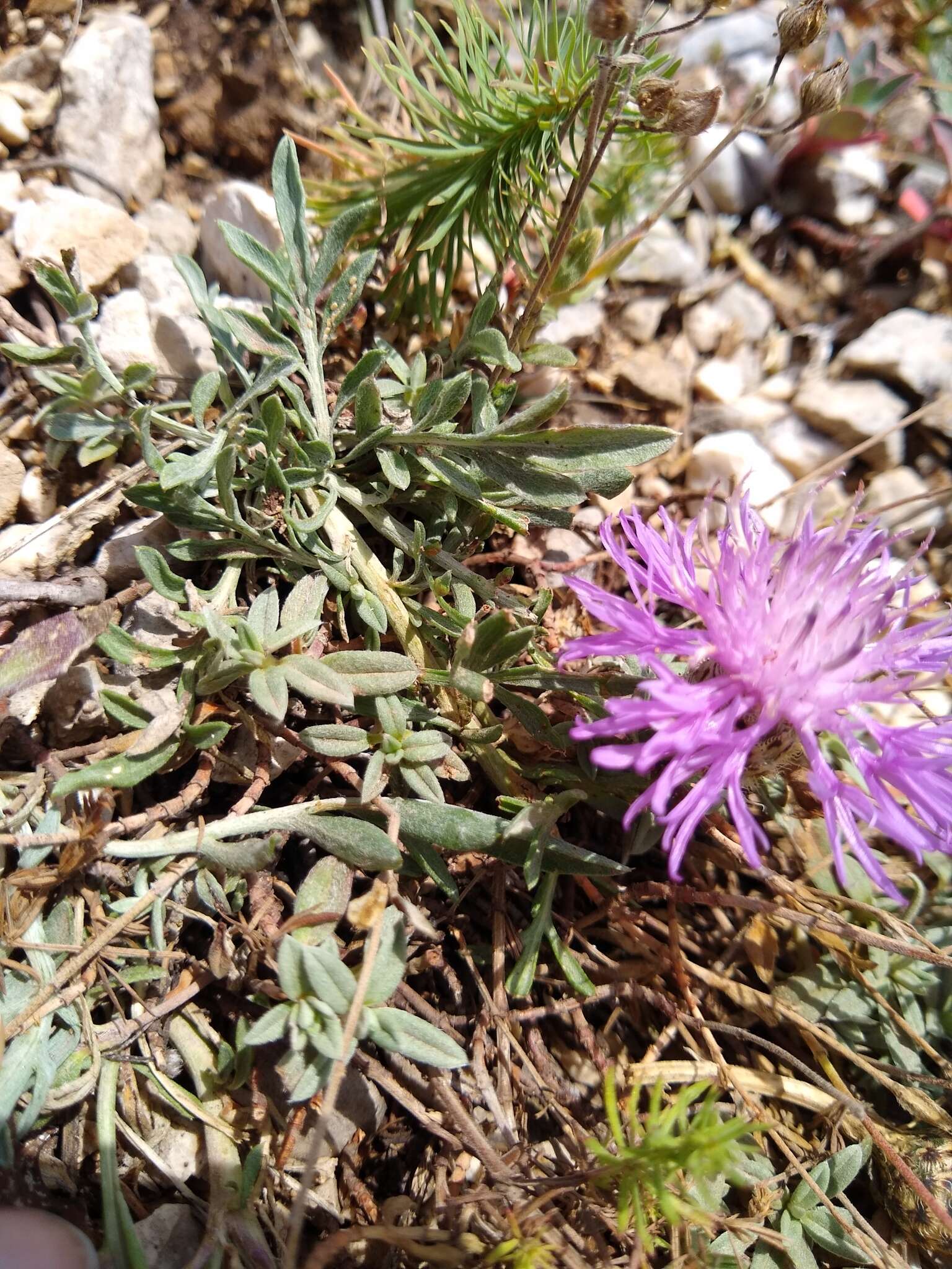 Слика од Centaurea ambigua Guss.