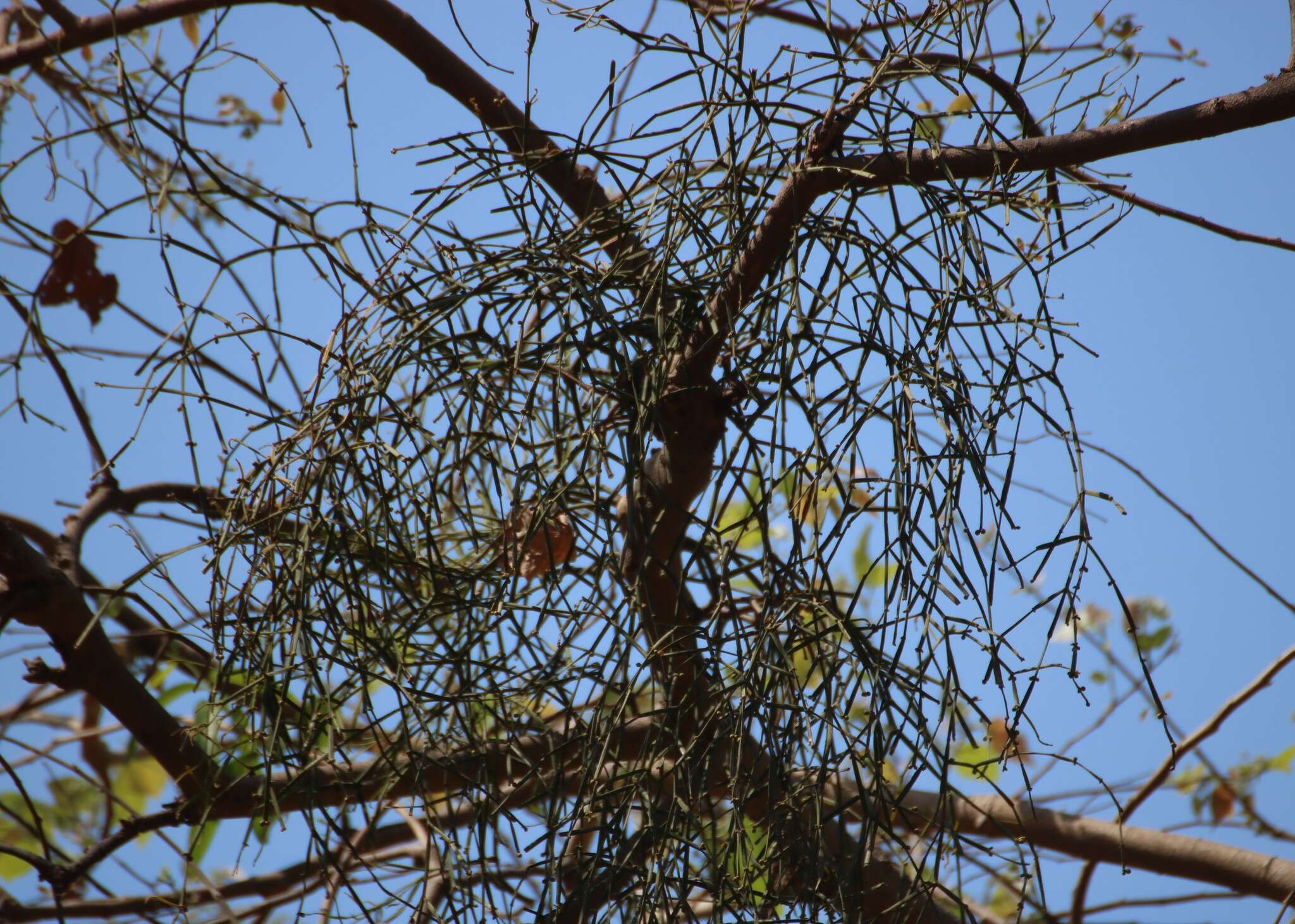 Слика од Viscum articulatum Burm. fil.