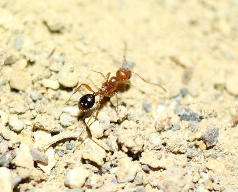 Image of Aphaenogaster uinta Wheeler 1917