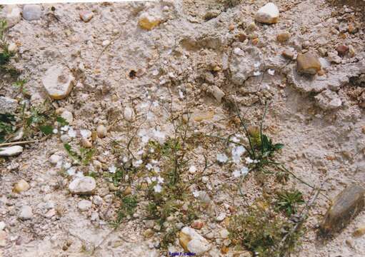 Image of whiteflower navelwort