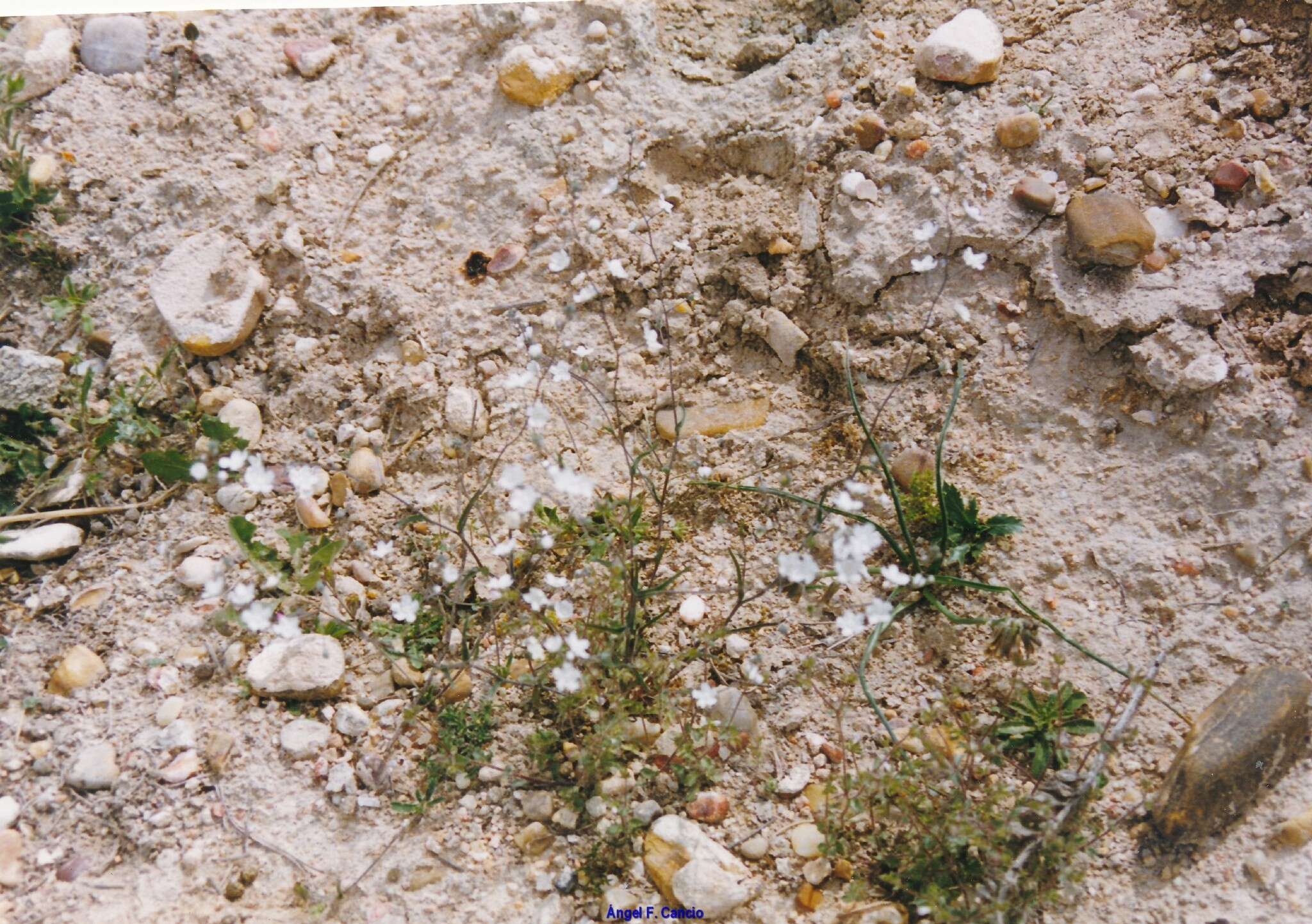 صورة Iberodes linifolia (L.) Serrano, R. Carbajal & S. Ortiz