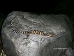 Image of Marbled Bow-fingered Gecko