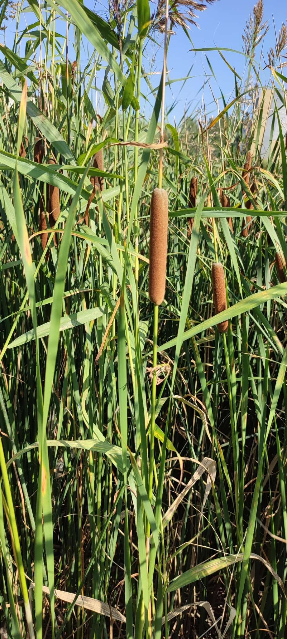 Image of Typha linnaei Mavrodiev & Kapit.