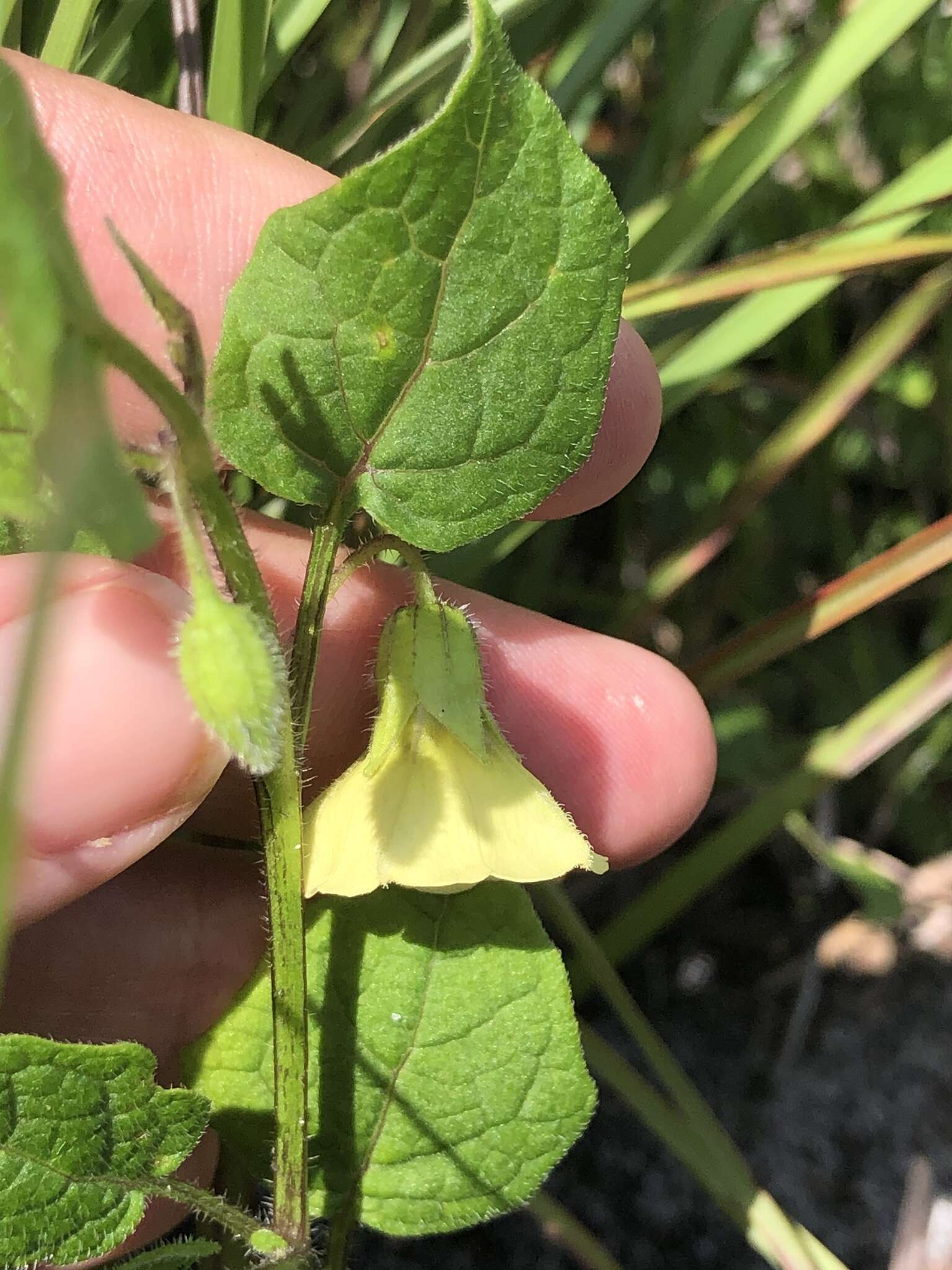 Plancia ëd Physalis arenicola Kearney