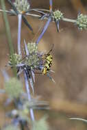 Image of Chlorophorus varius damascenus (Chevrolat 1854)