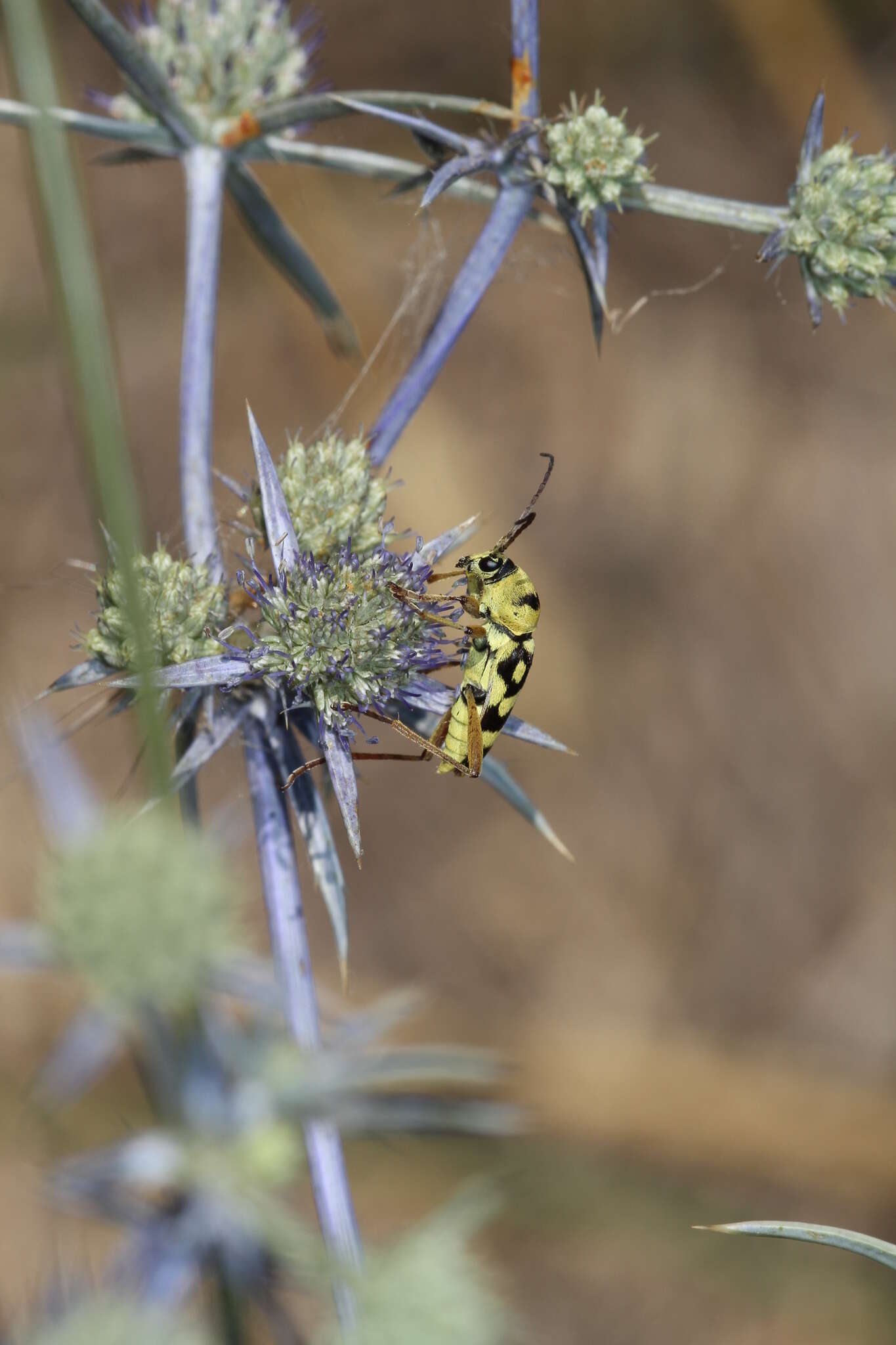 Image of Chlorophorus varius damascenus (Chevrolat 1854)