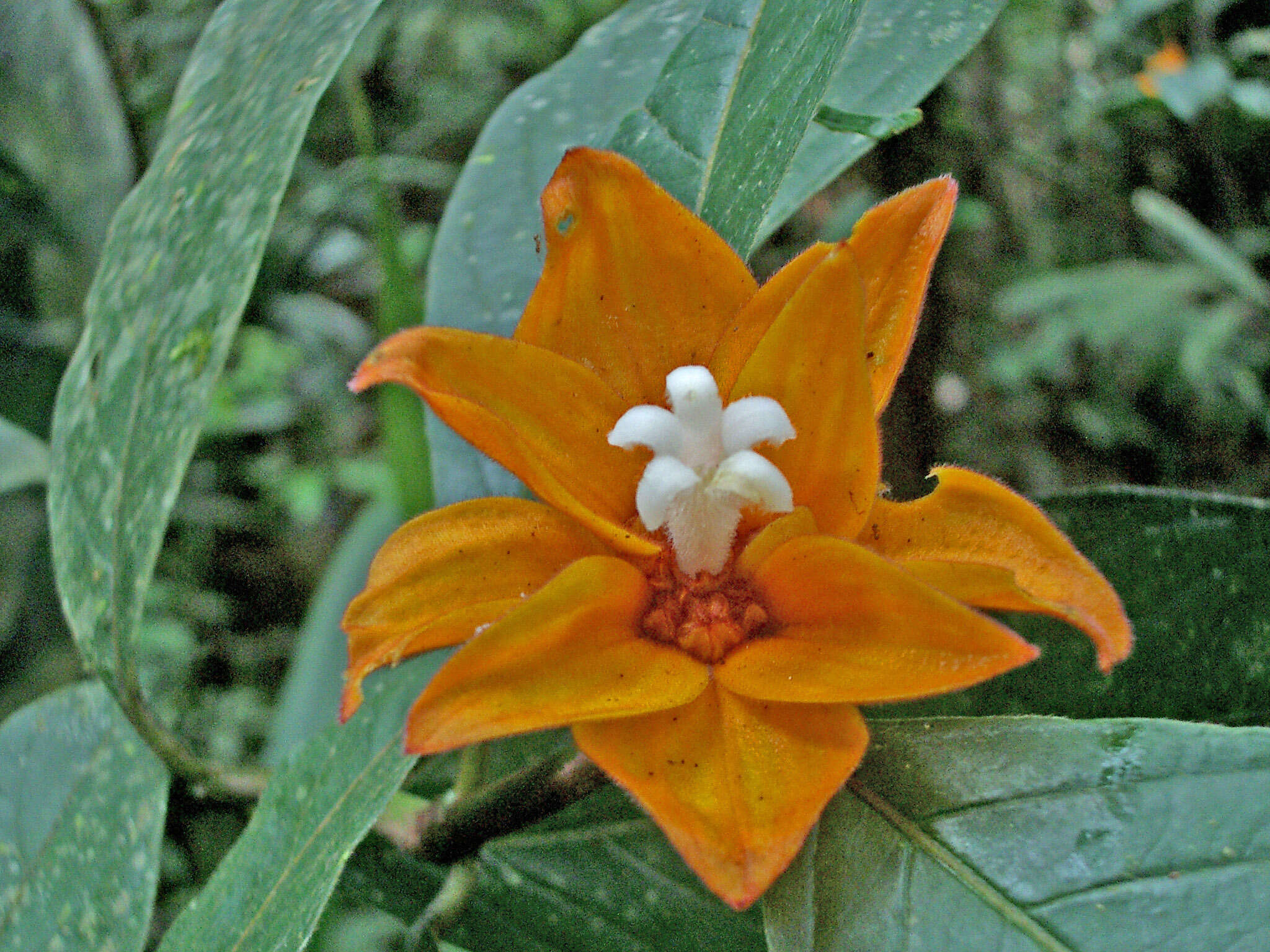 Image de Psychotria magnifica (Gillespie) Fosberg