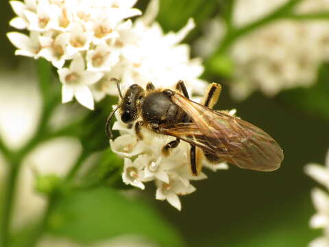 Image de Lasioglossum quebecense (Crawford 1907)