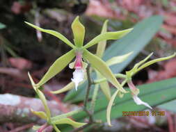 Image de Encyclia tuerckheimii Schltr.